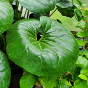 Farfugio Giganteum in Vaso da 21cm
