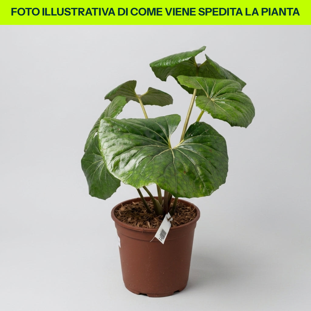 Farfugio Giganteum in Vaso da 21cm