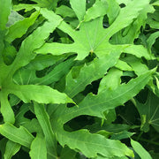 Fatsia Polycarpa Green Fingers in Vaso da 14cm
