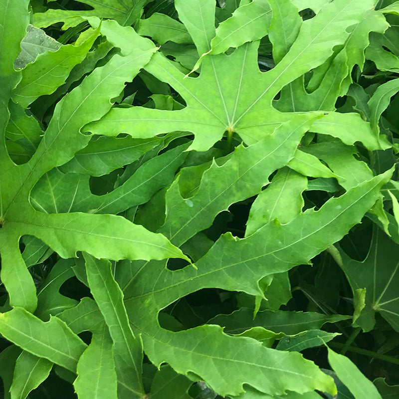 Fatsia Polycarpa Green Fingers in Vaso da 14cm