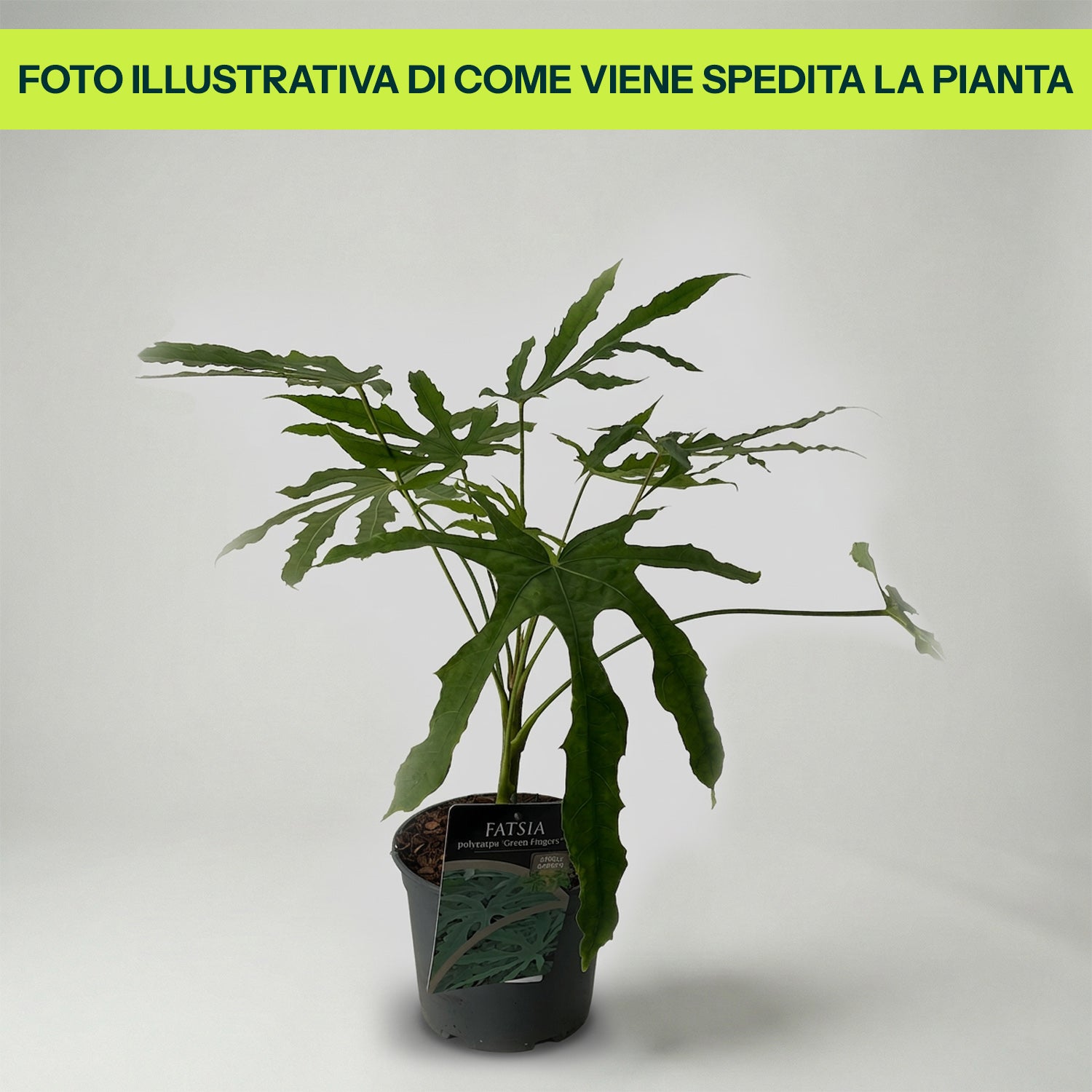 Fatsia Polycarpa Green Fingers in Vaso da 14cm