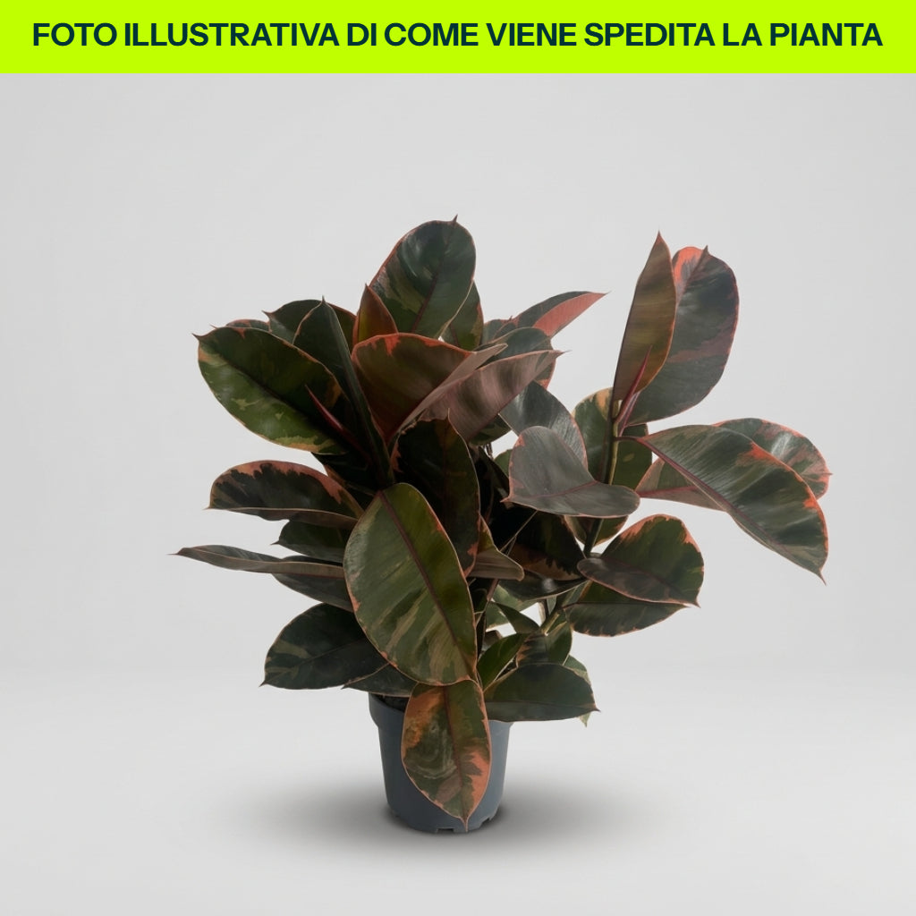 Ficus Elastica Belize in Vaso da 21cm