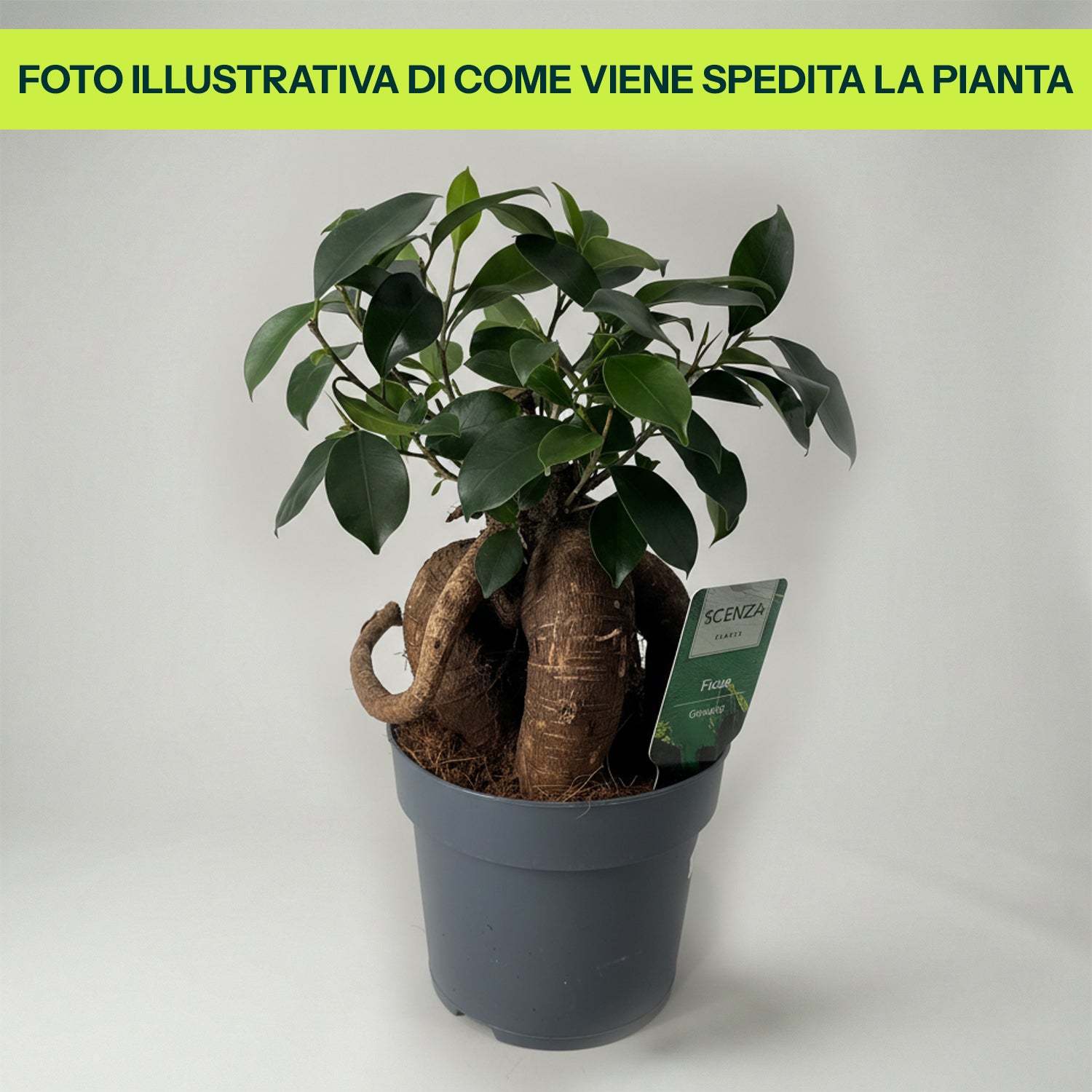 Ficus Microcarpa Ginseng in Vaso da 14cm