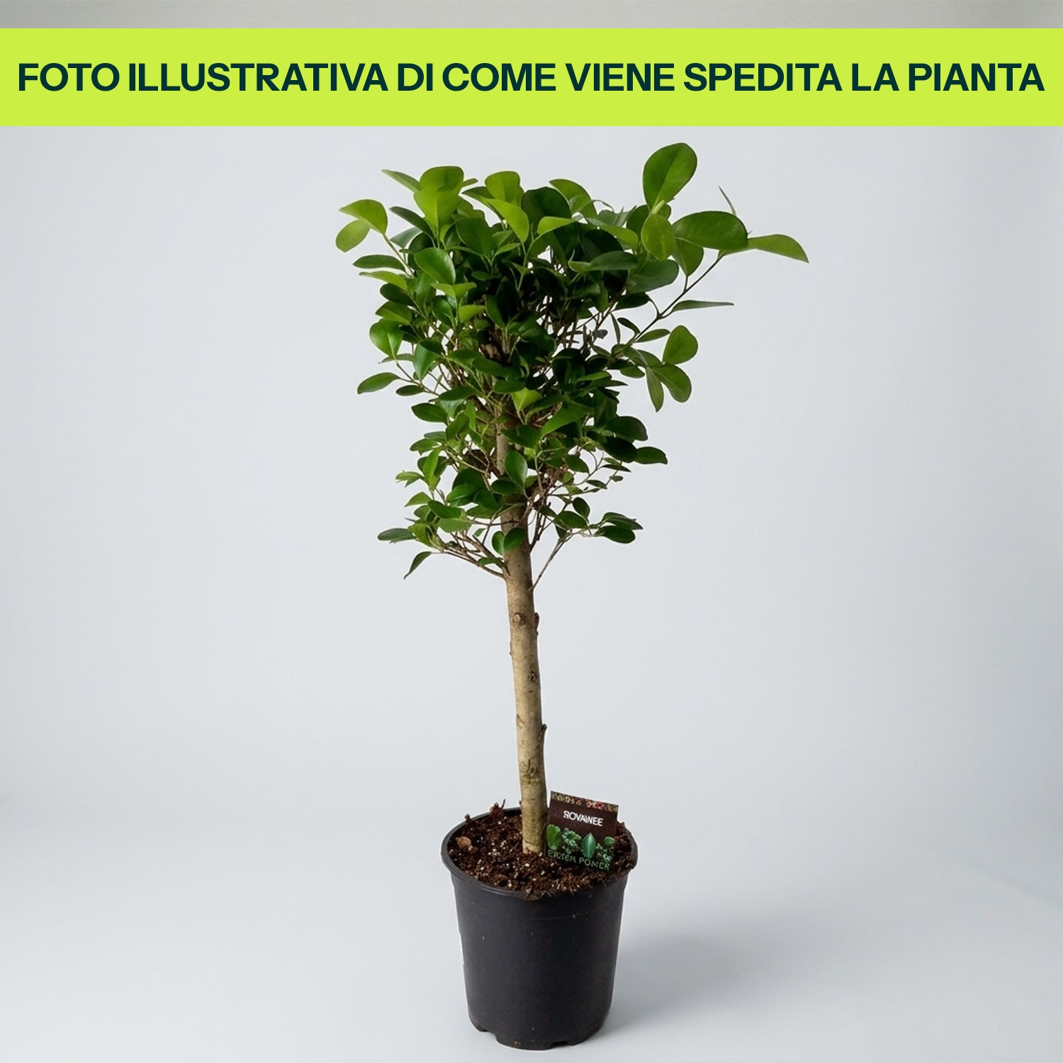 Ficus Moclame in Vaso da 21cm
