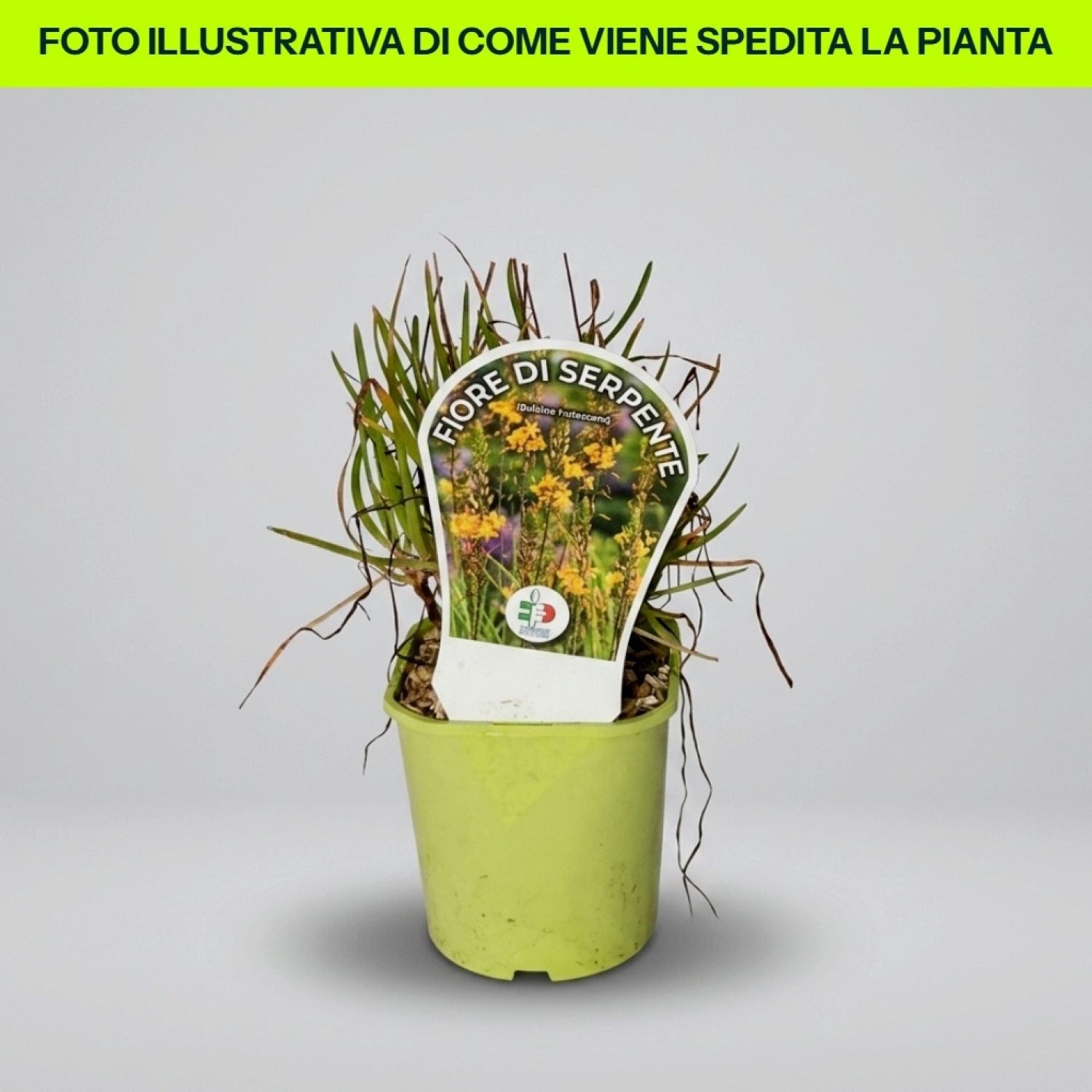 Fiore Di Serpente