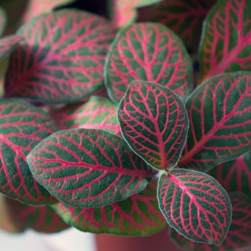 Fittonia in Vaso da 12cm