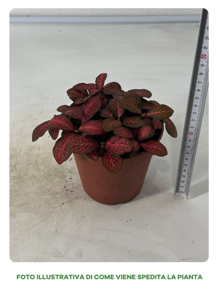 Fittonia in Vaso da 12cm
