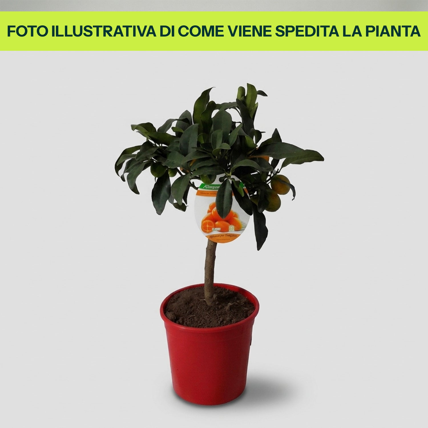 Fortunella Kumquat in Vaso da 15cm