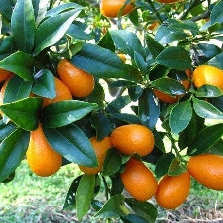 Fortunella Kumquat in Vaso da 15cm