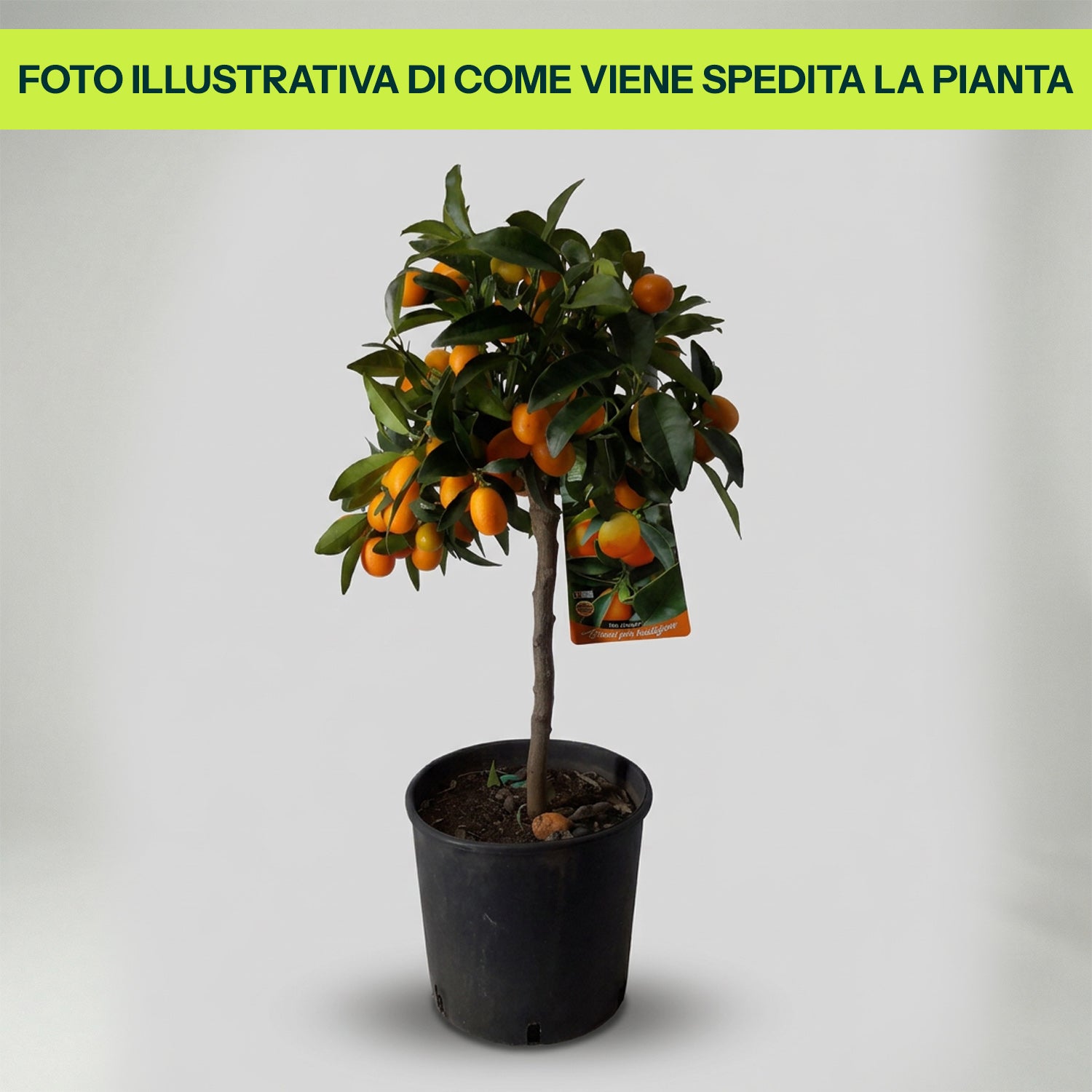 Guzmania Yeltix im 12-cm-Topf