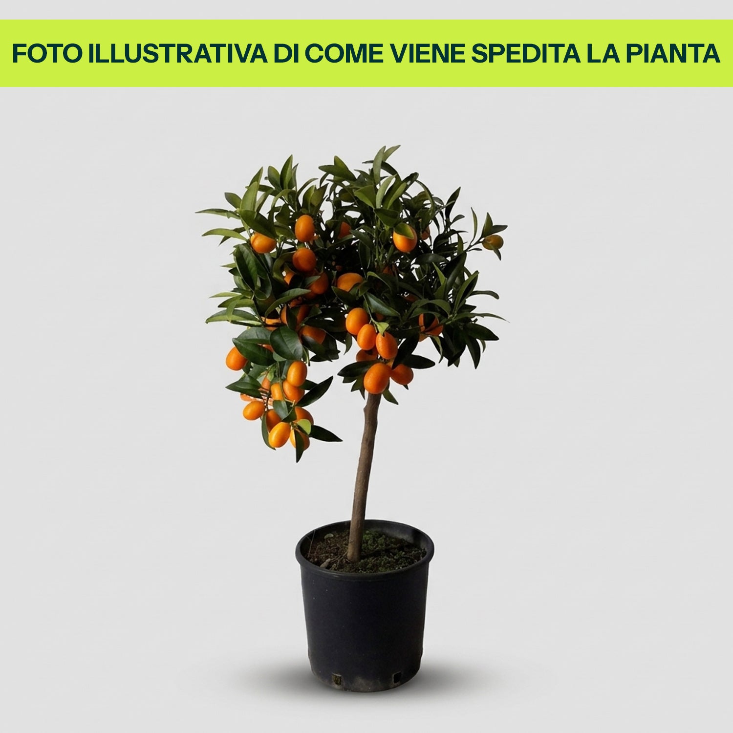 Guzmania Yeltix im 12-cm-Topf