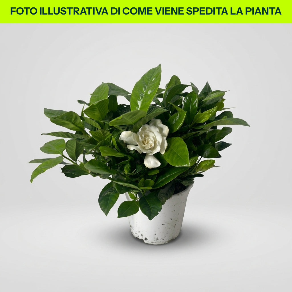GARDENIA MULTIFLORA in vaso da 15cm