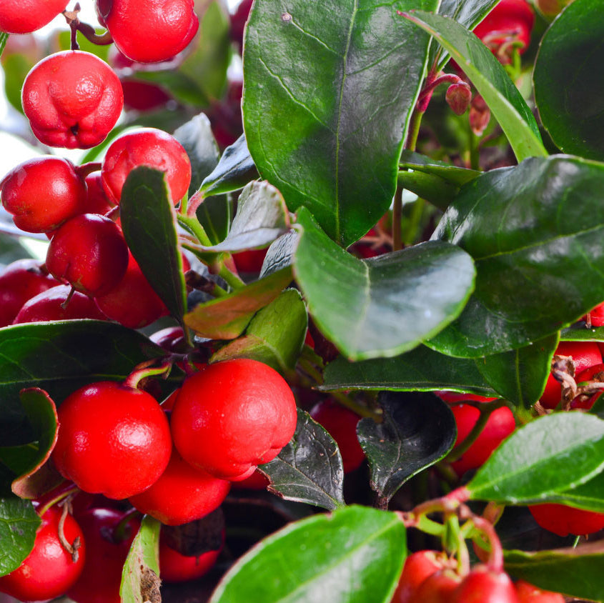 Thé de Gaultheria procumbens du Canada