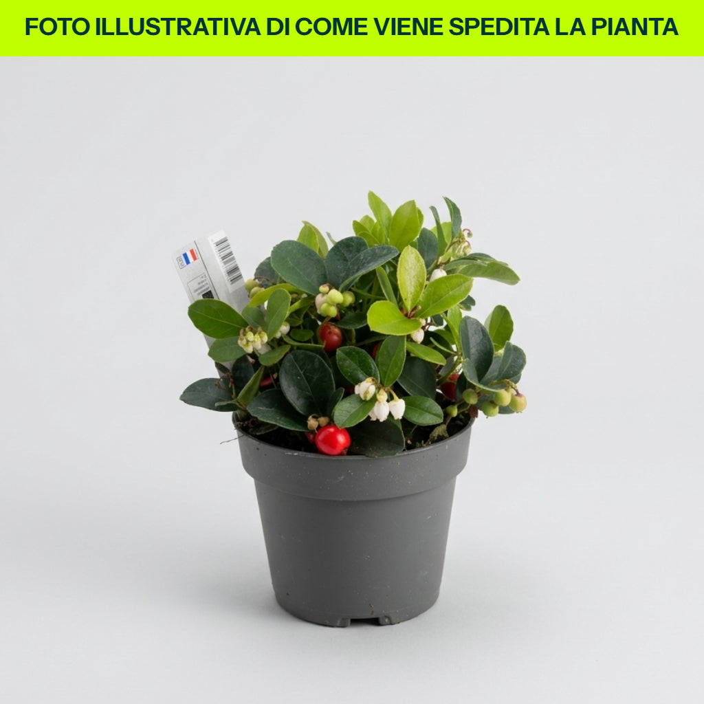Thé de Gaultheria procumbens du Canada