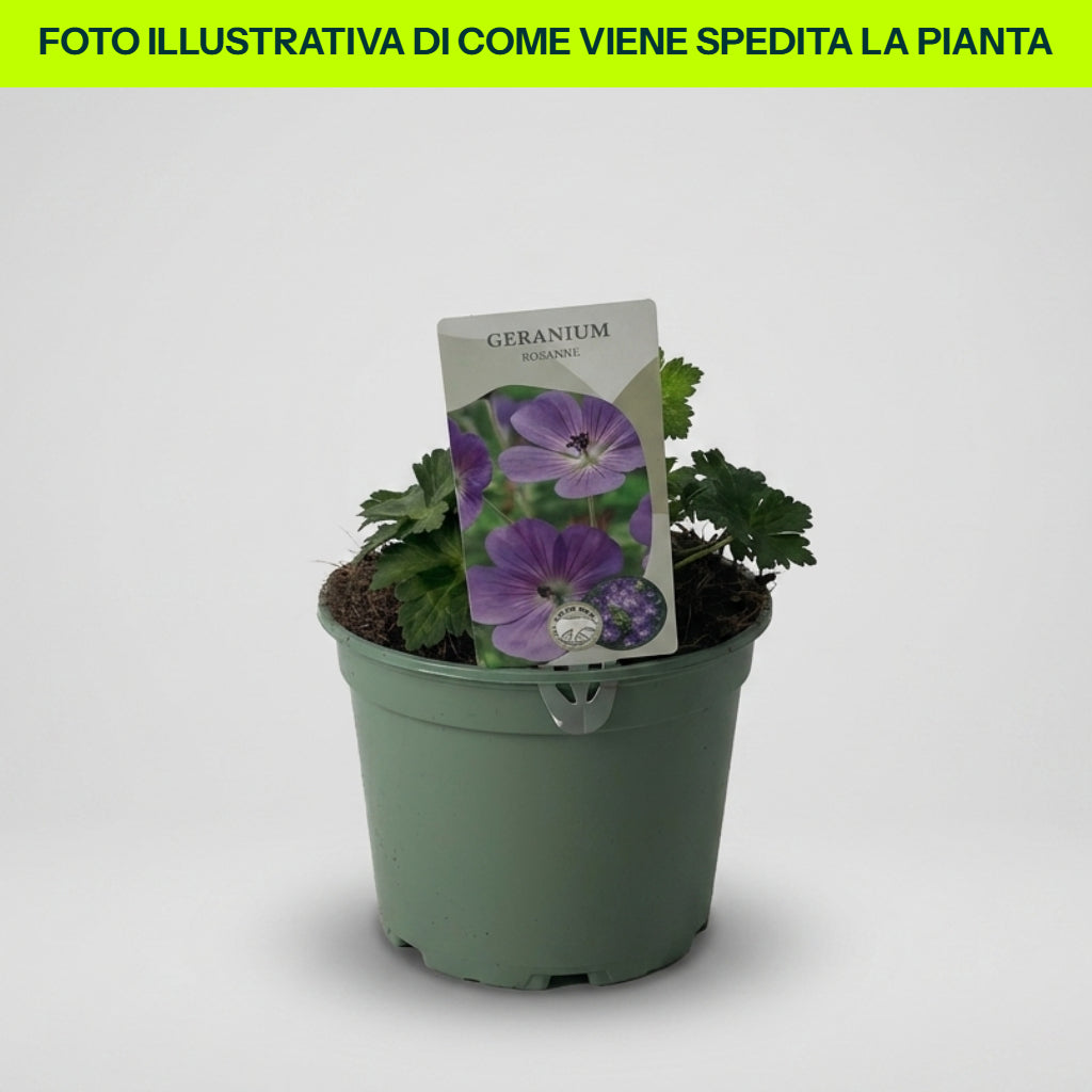 Geranium Rozanne Blu in Vaso da 17cm