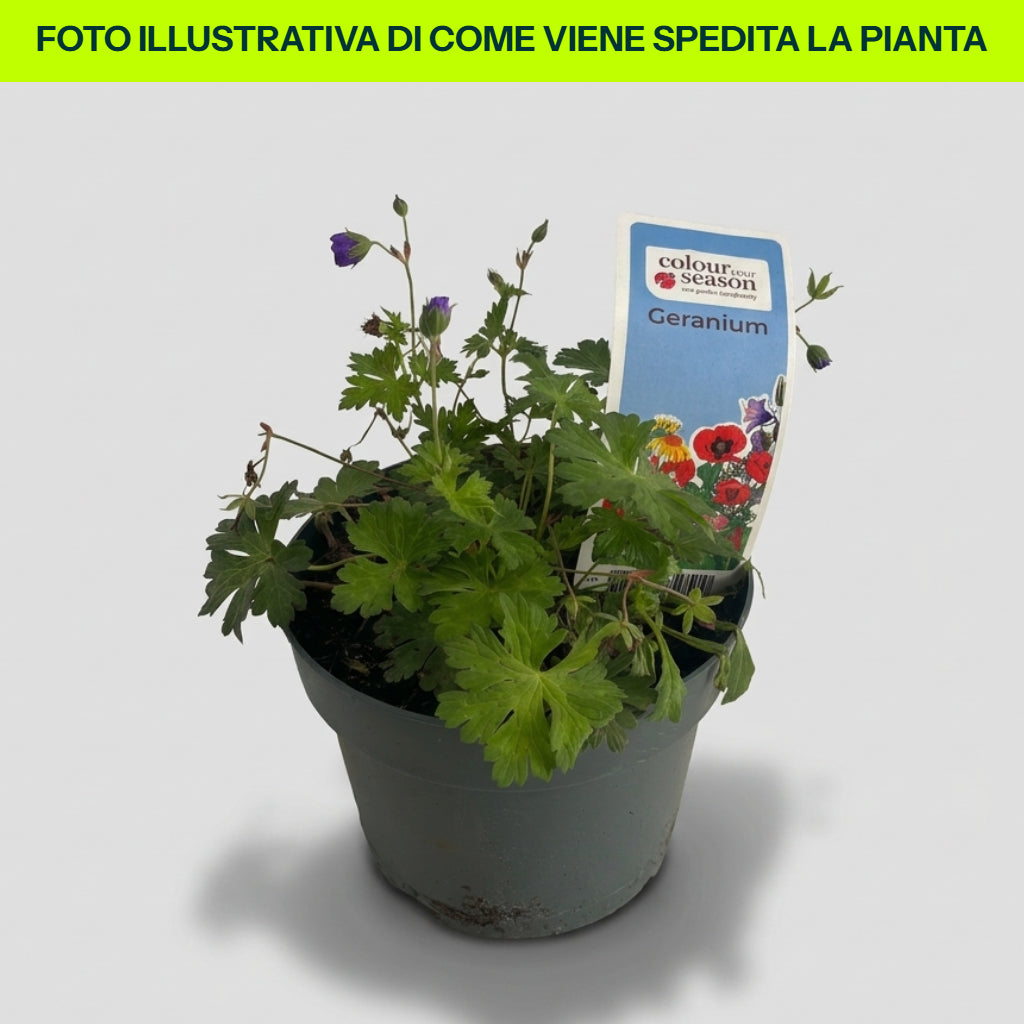 Geranium Bloom Me Away in vaso da 18cm