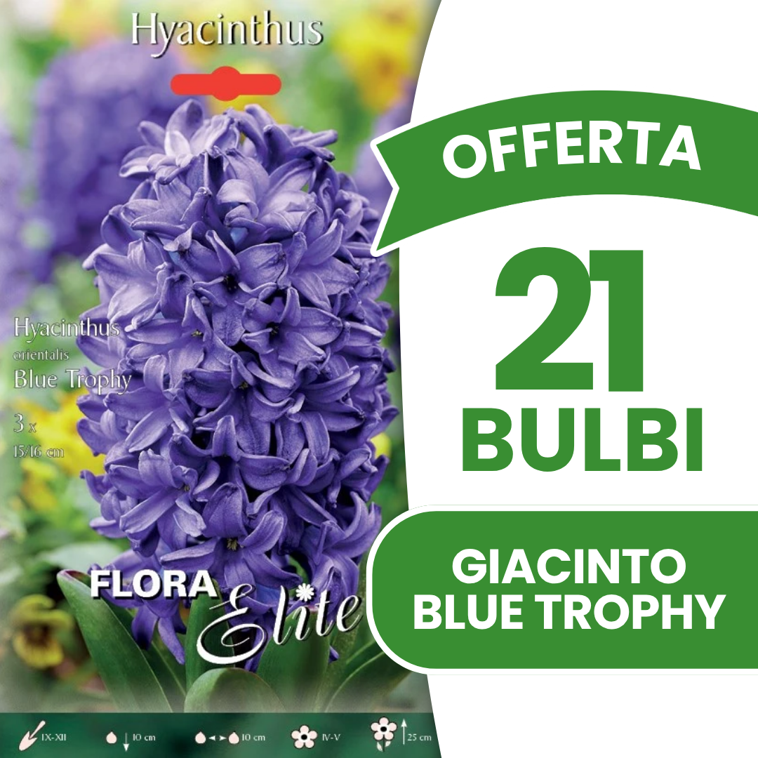 Blaue Trophäenhyazinthe (3er-Packung)