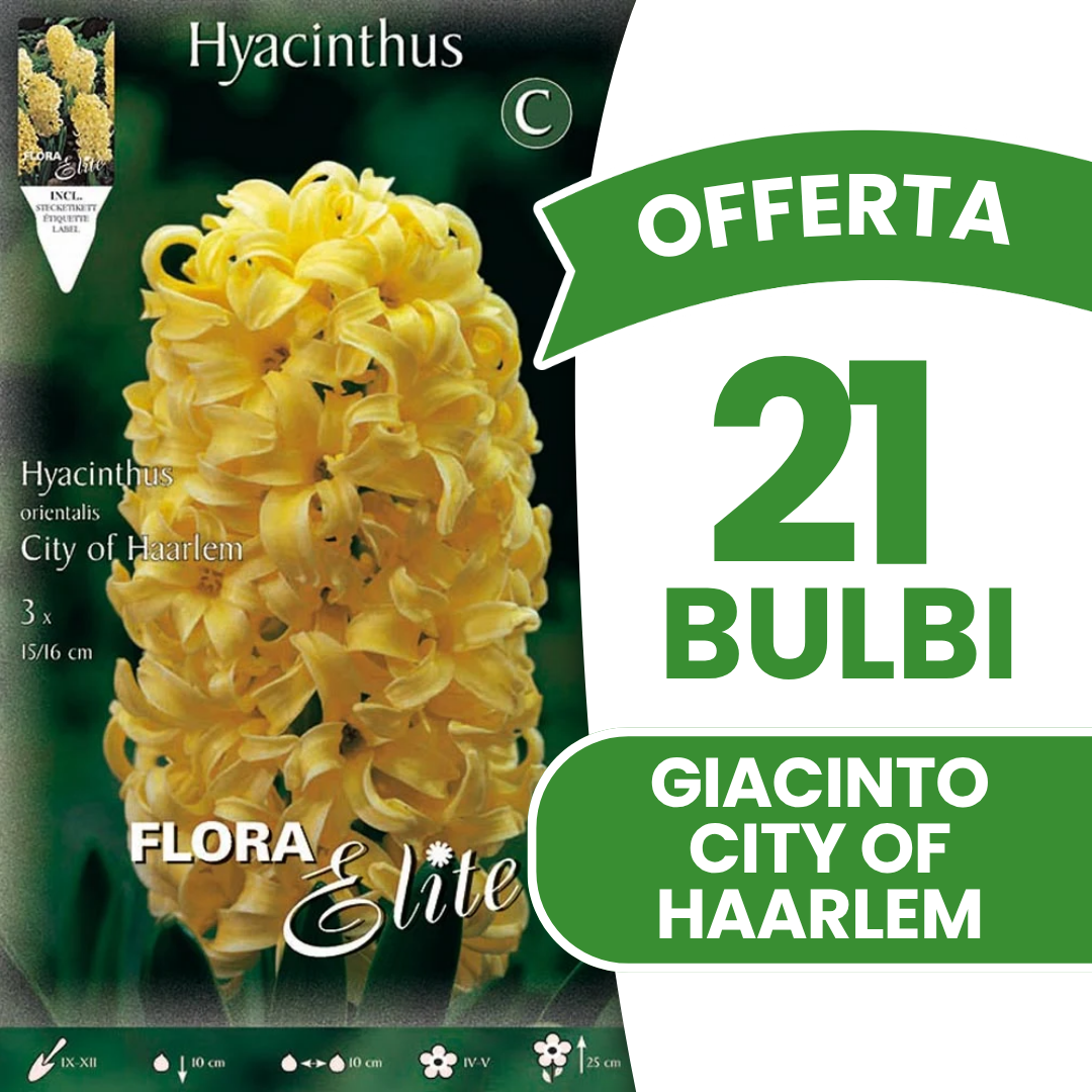 Hyazinthe City of Haarlem (3er-Packung)