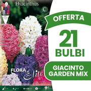Gartenhyazinthe, gemischte Farben (3er-Packung)