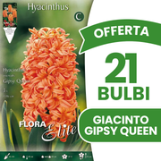 OFFERTA 21 BULBI DI GIACINTO GIPSY QUEEN