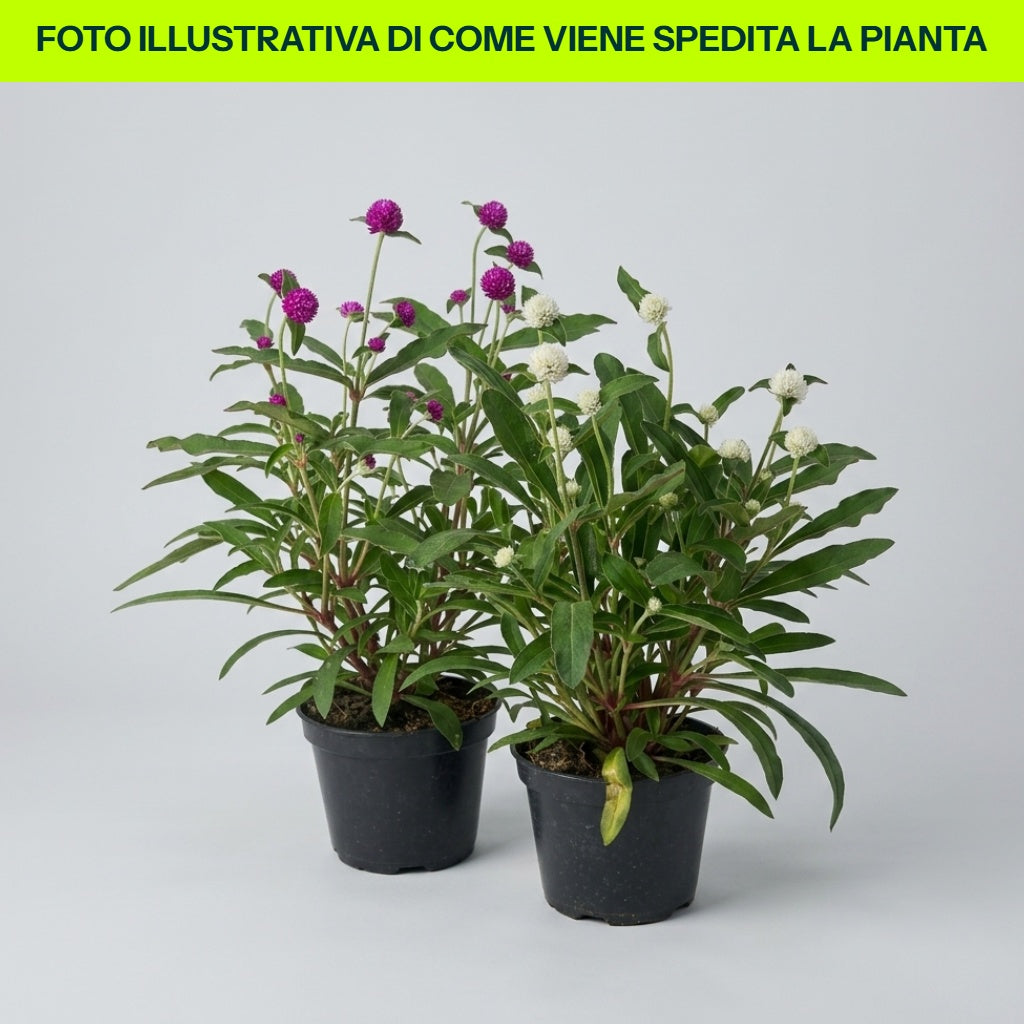 GOMPHRENA IN VASO DA 14CM ASSORTITO