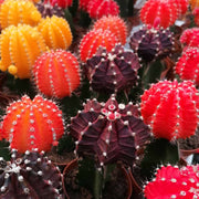 Gymnocalycium colori assortiti in vaso da 13 cm