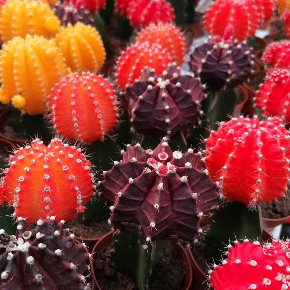 Gymnocalycium colori assortiti in vaso da 13 cm