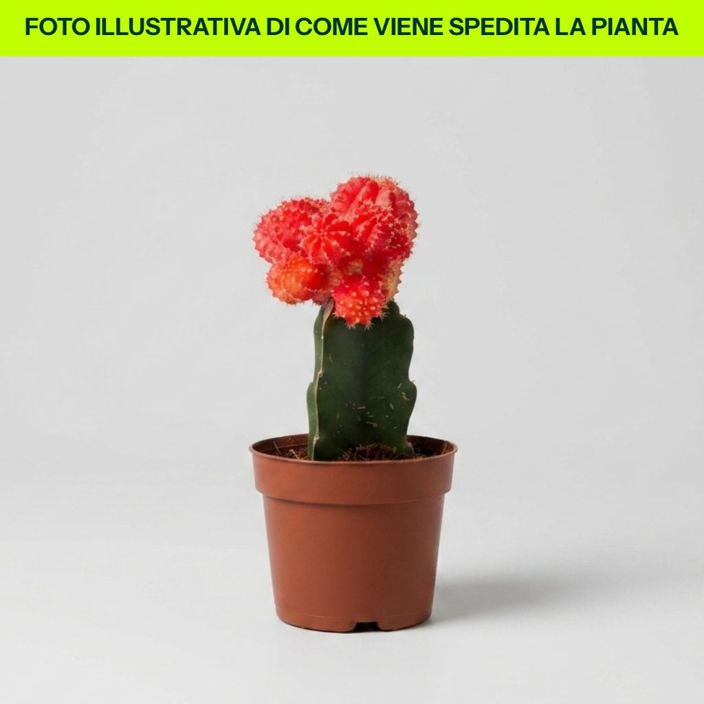 Gymnocalycium dettaglio cactacea in vaso da 13 cm