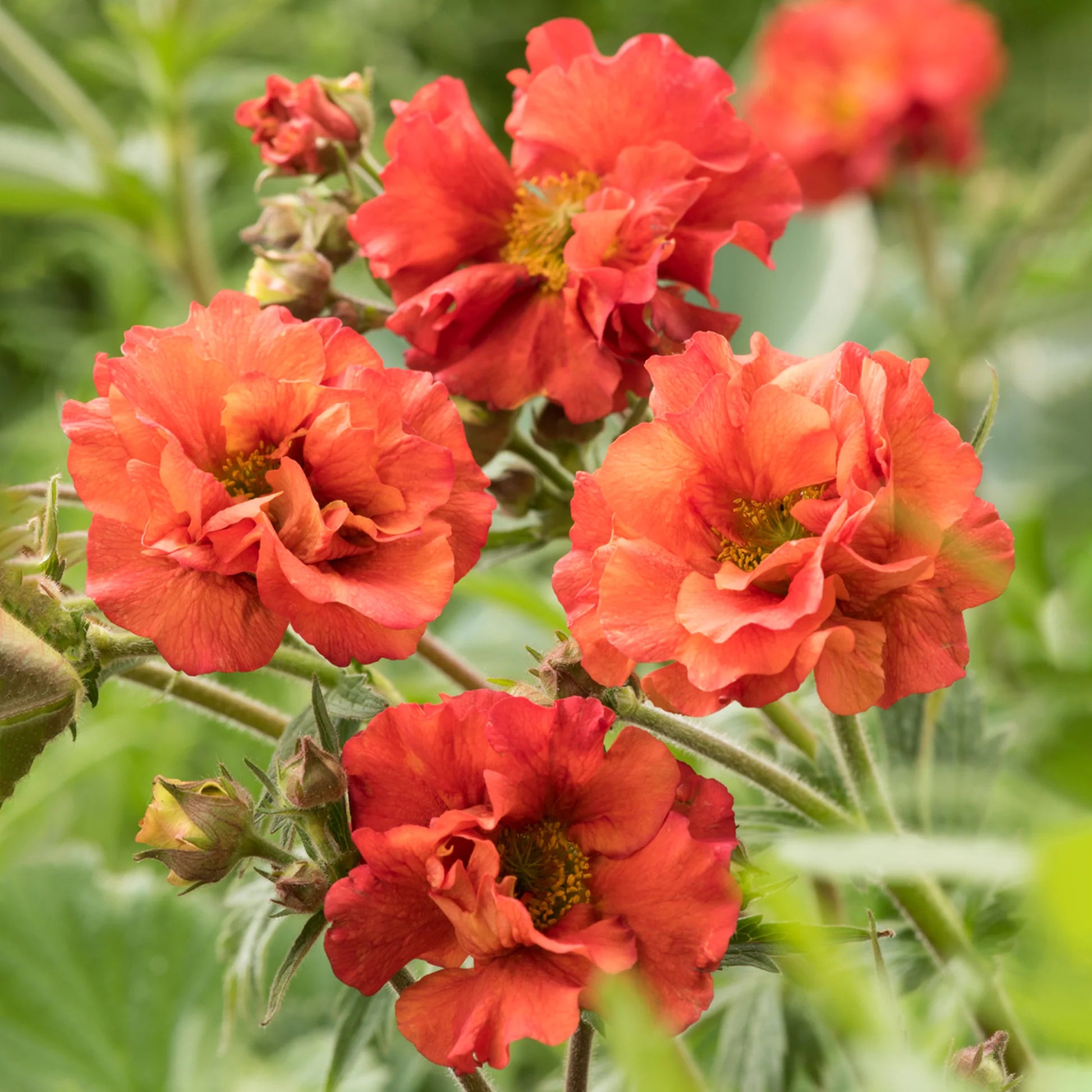 Geum Scarlett Tempest in Vaso da 18cm