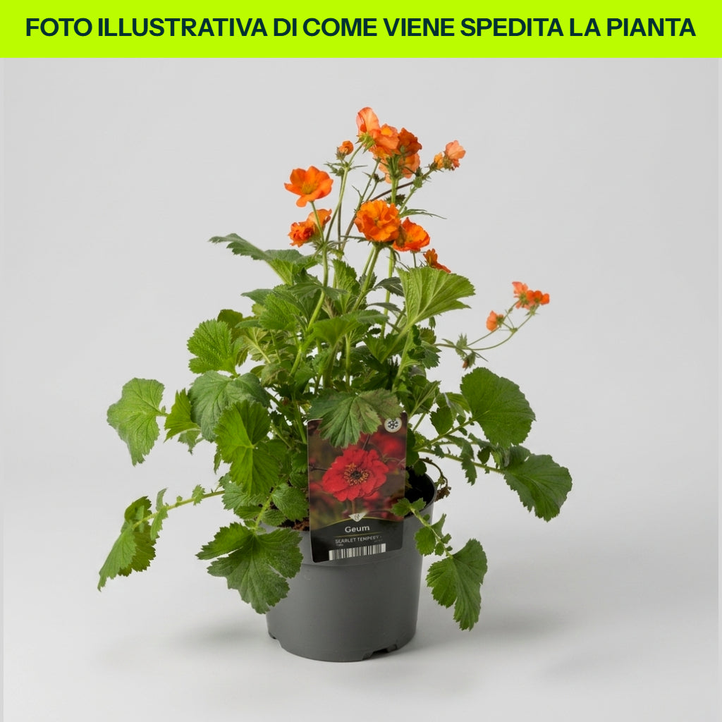 Geum Scarlett Tempest in Vaso da 18cm
