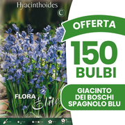 Offerta 150 Bulbi di Giacinto dei boschi spagnolo blu