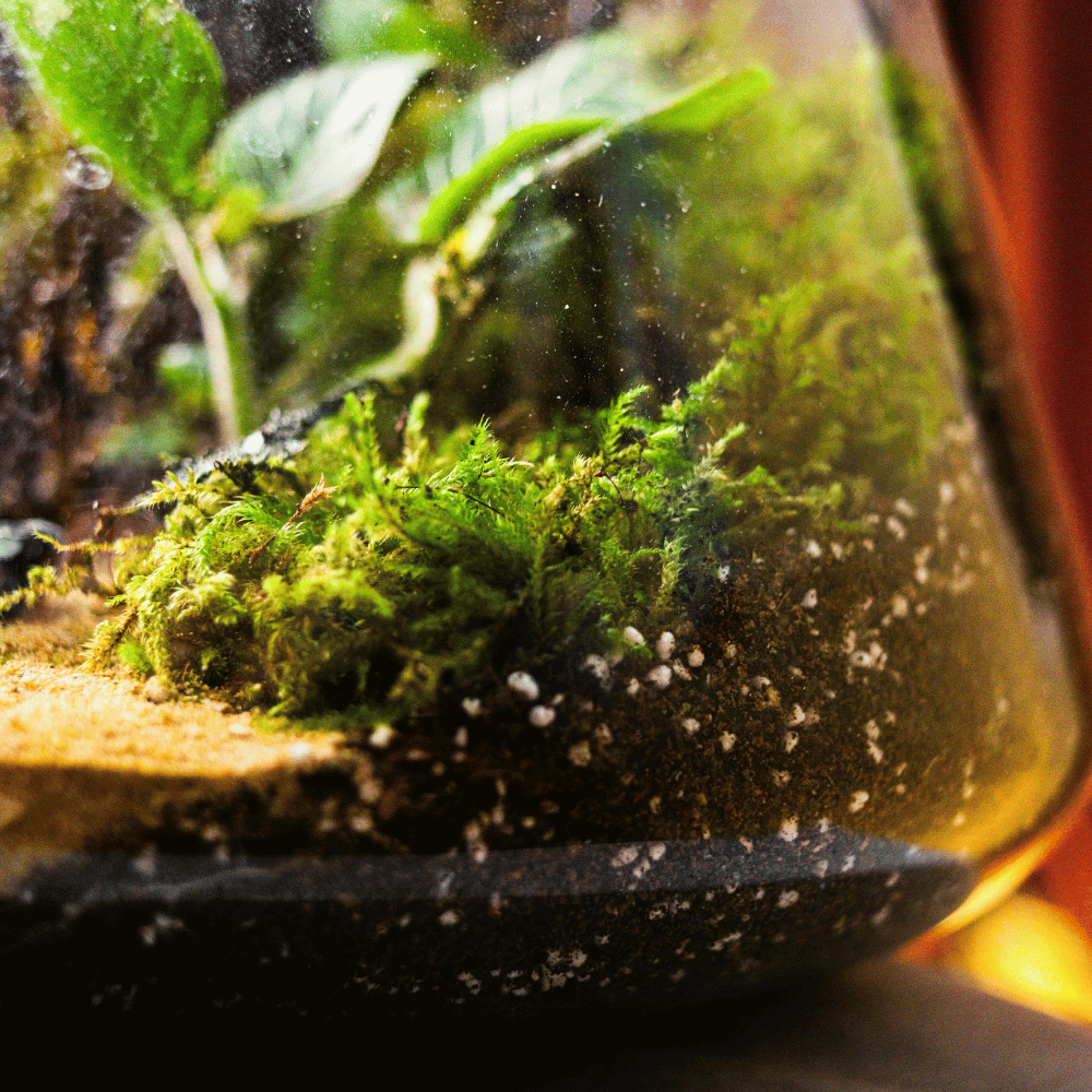 Corso Terrarium + Kokedama - 23 Maggio 2026