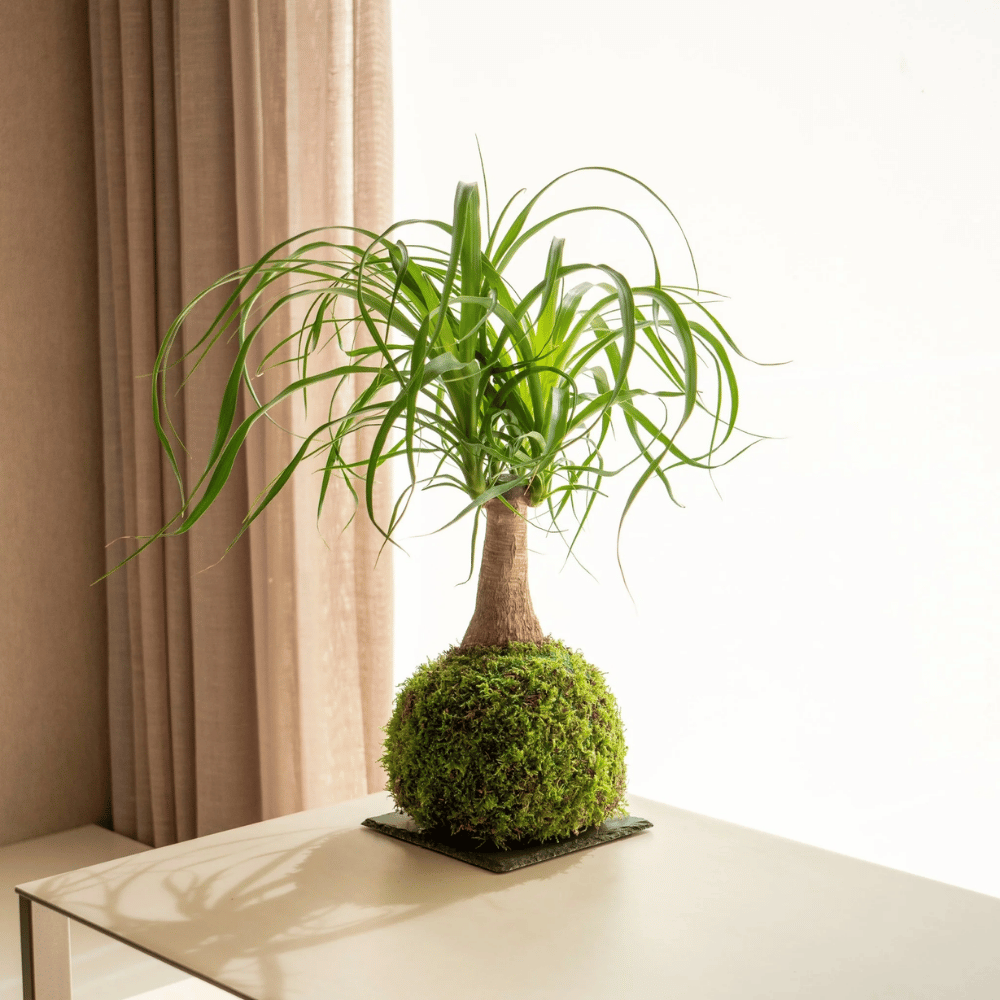 Corso Terrarium + Kokedama - 23 Maggio 2026