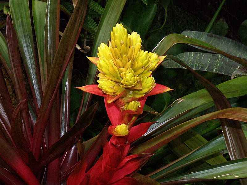 Guzmania Yeltix in Vaso da 12cm