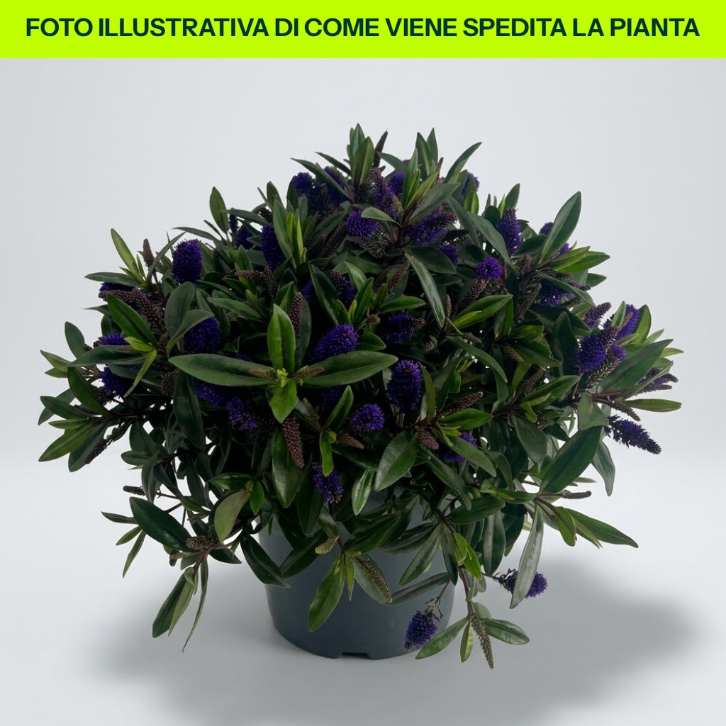 HEBE ADDENDA BLU VASO 19CM