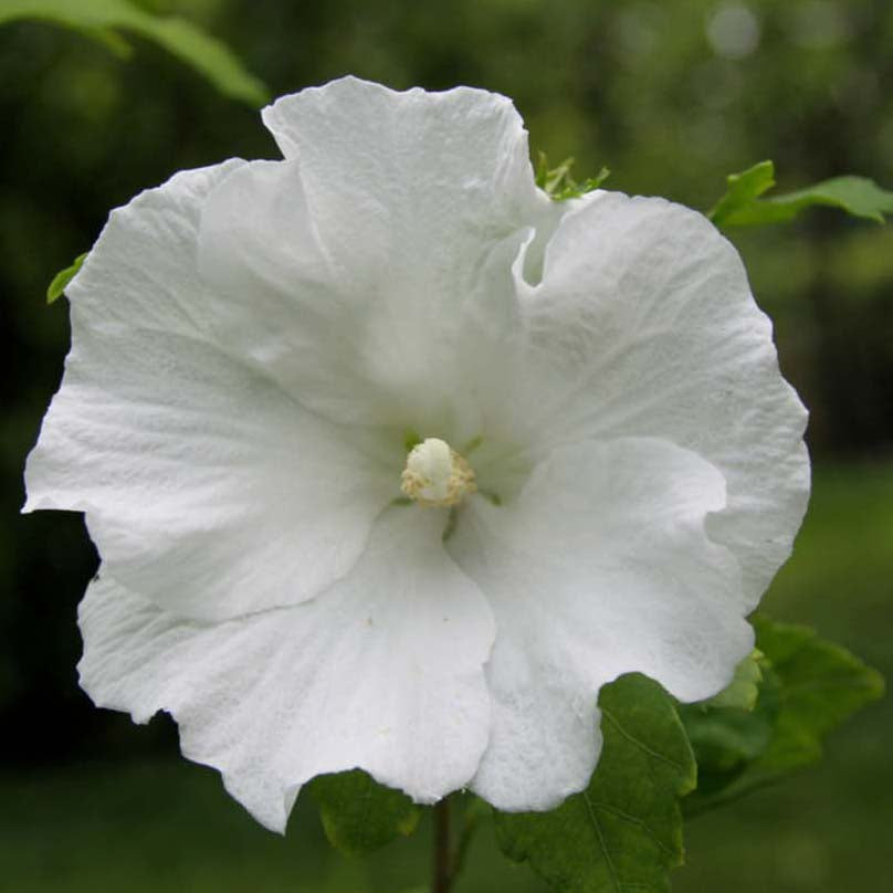 HIBISCUS WEISSER HIBISCUS SYRIACUS SPECIOSUS IM TOPF 19CM