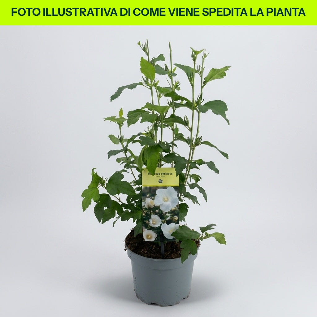 HIBISCUS WEISSER HIBISCUS SYRIACUS SPECIOSUS IM TOPF 19CM