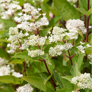 Hidrangea Paniculata Early Harry in vaso da 21cm