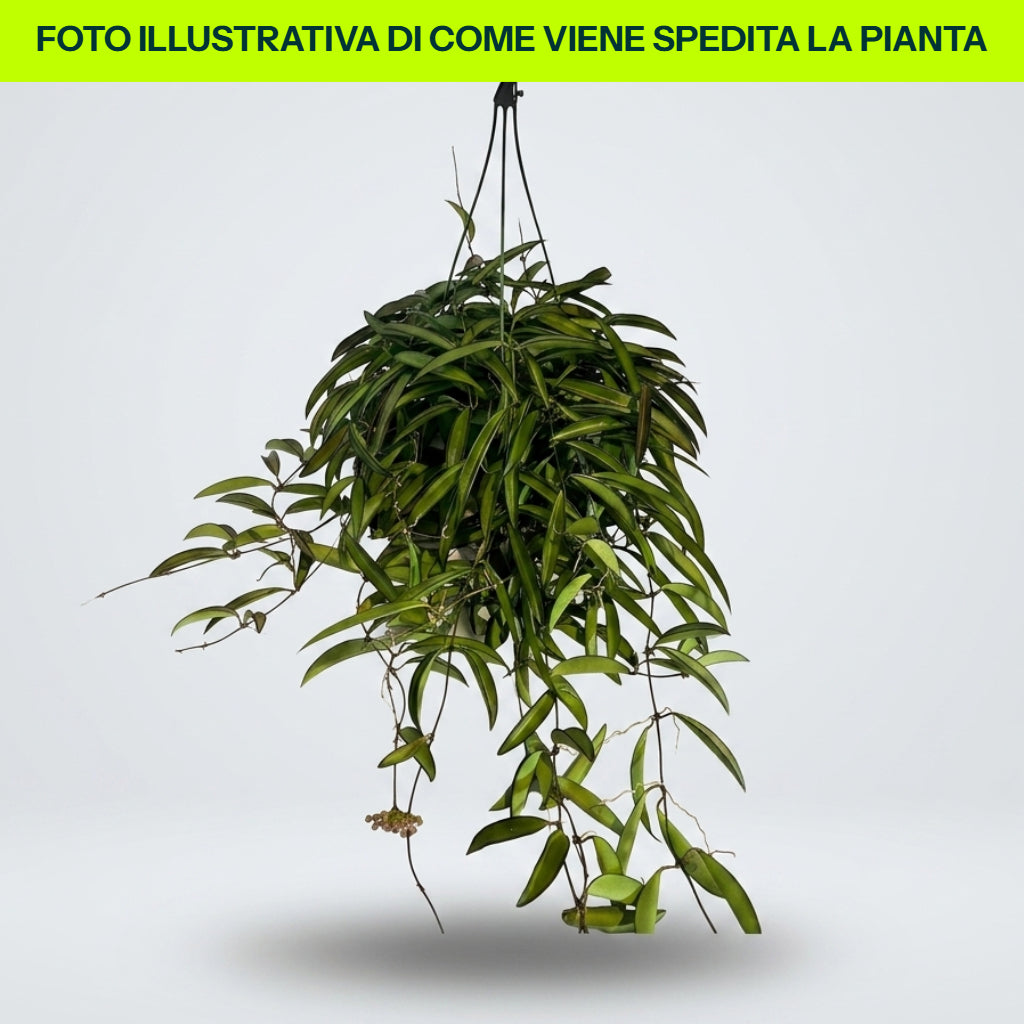 HOYA WAYETII FIORE DI CERA IN BASKET 15CM