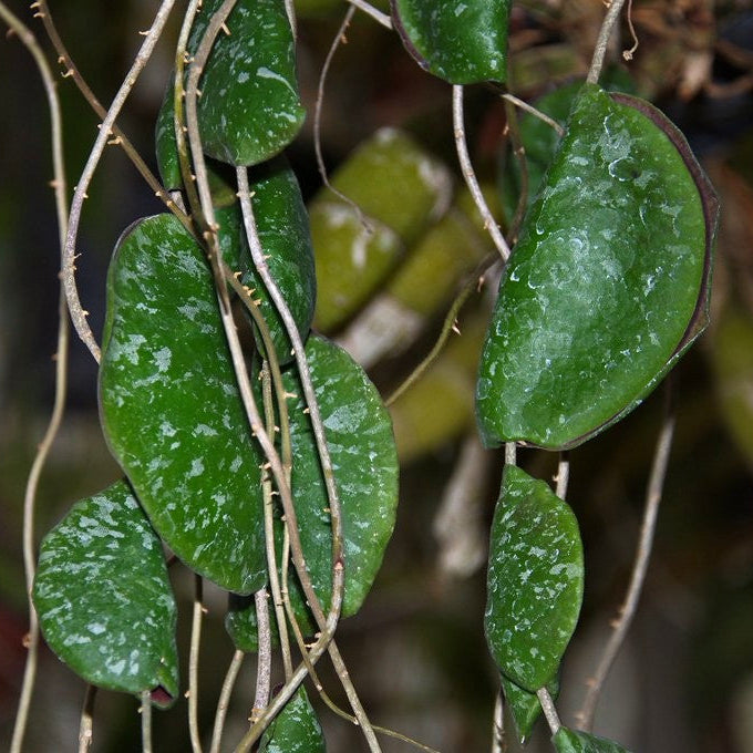 Hoya Imbricata in vaso da 12cm