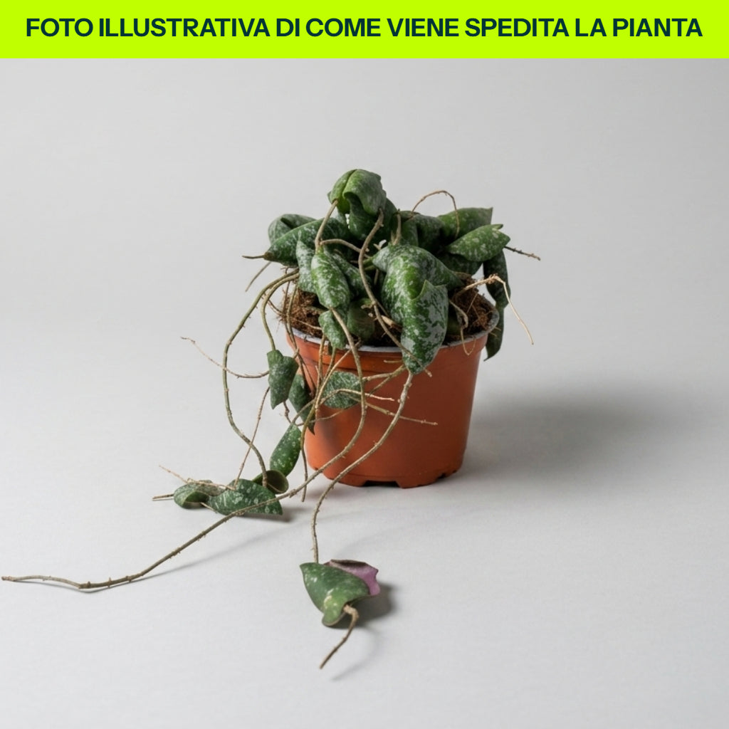 Hoya Imbricata in vaso da 12cm
