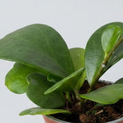 Hoya Kerry in vaso da 12cm