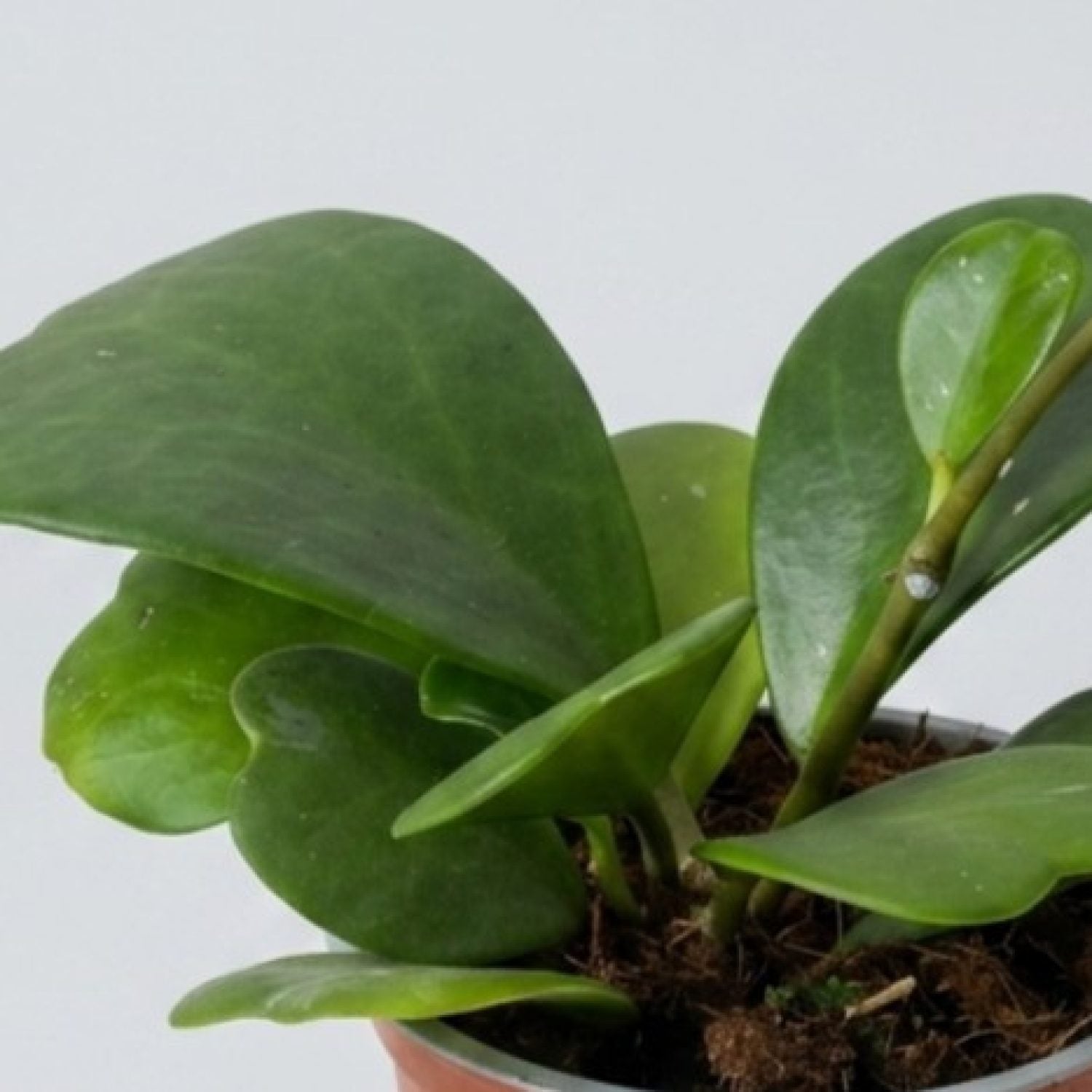 Hoya Kerry in vaso da 12cm