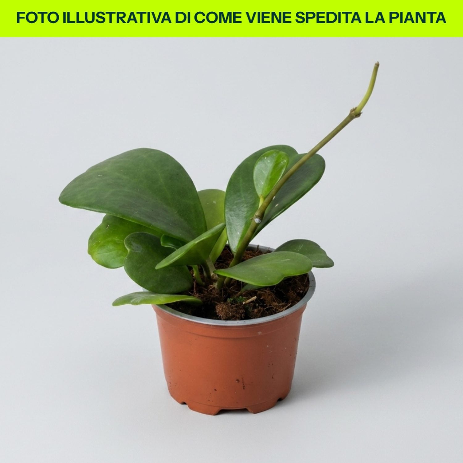 Hoya Kerry in vaso da 12cm
