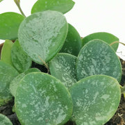 Hoya Mathilde Splash in vaso da 12cm