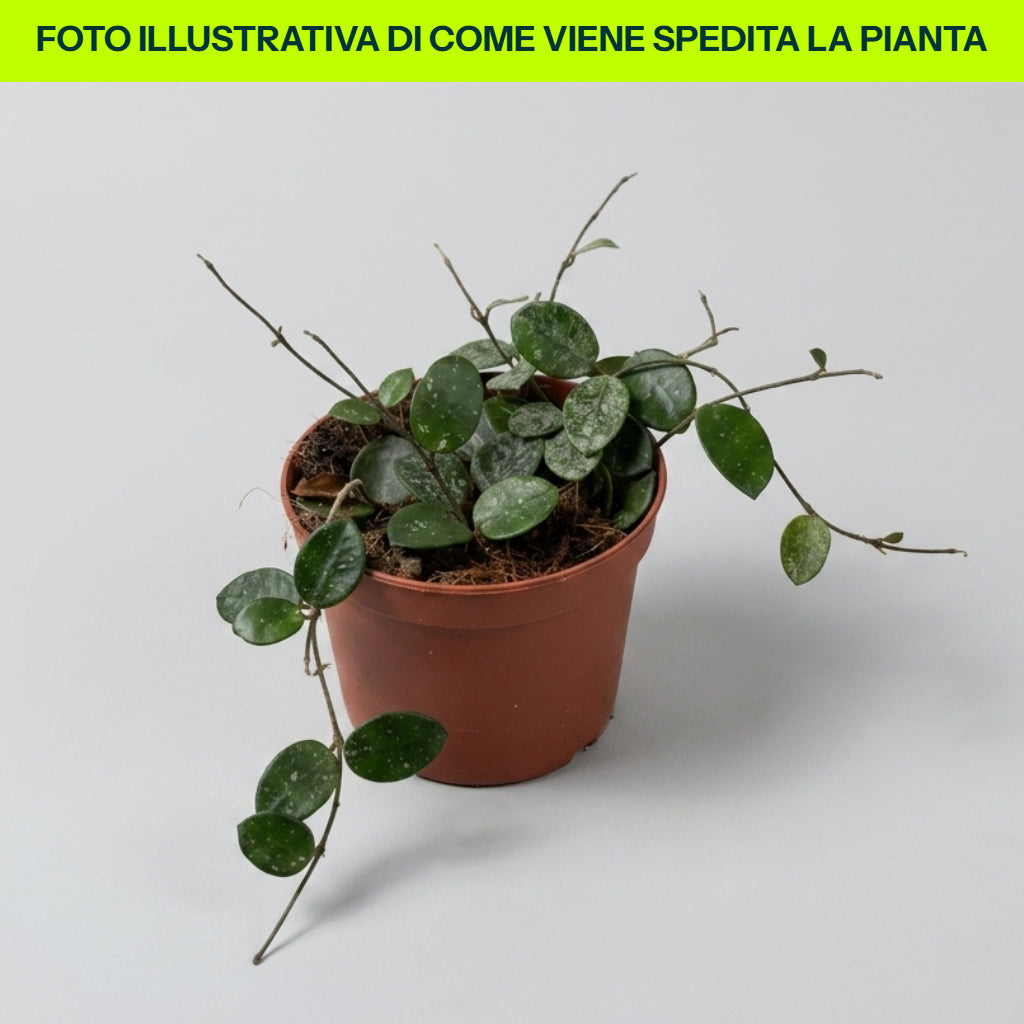 Hoya Mathilde Splash in vaso da 12cm