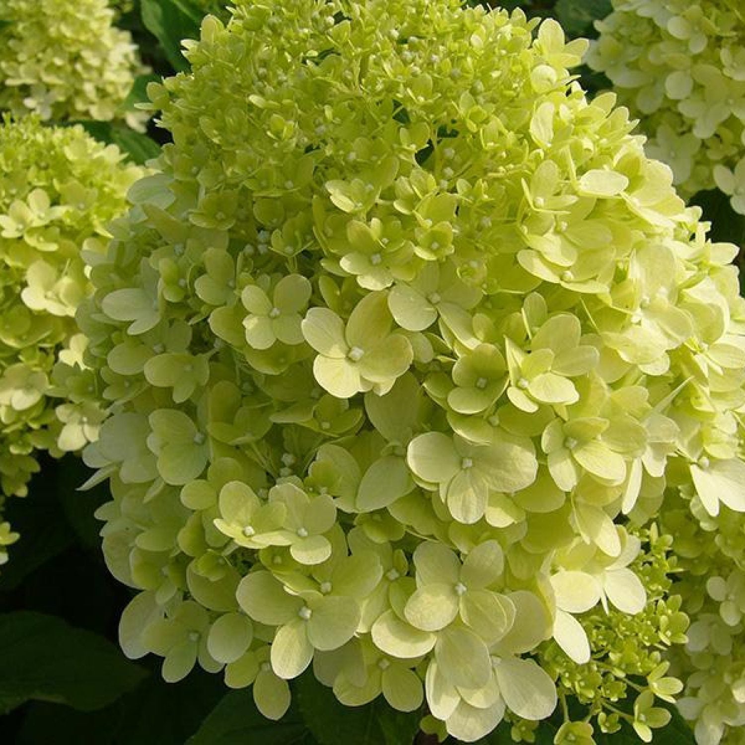 Hydrangea Paniculata Candlelight in vaso da 19cm