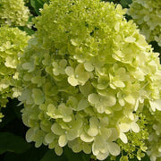Hydrangea Paniculata Candlelight in vaso da 19cm