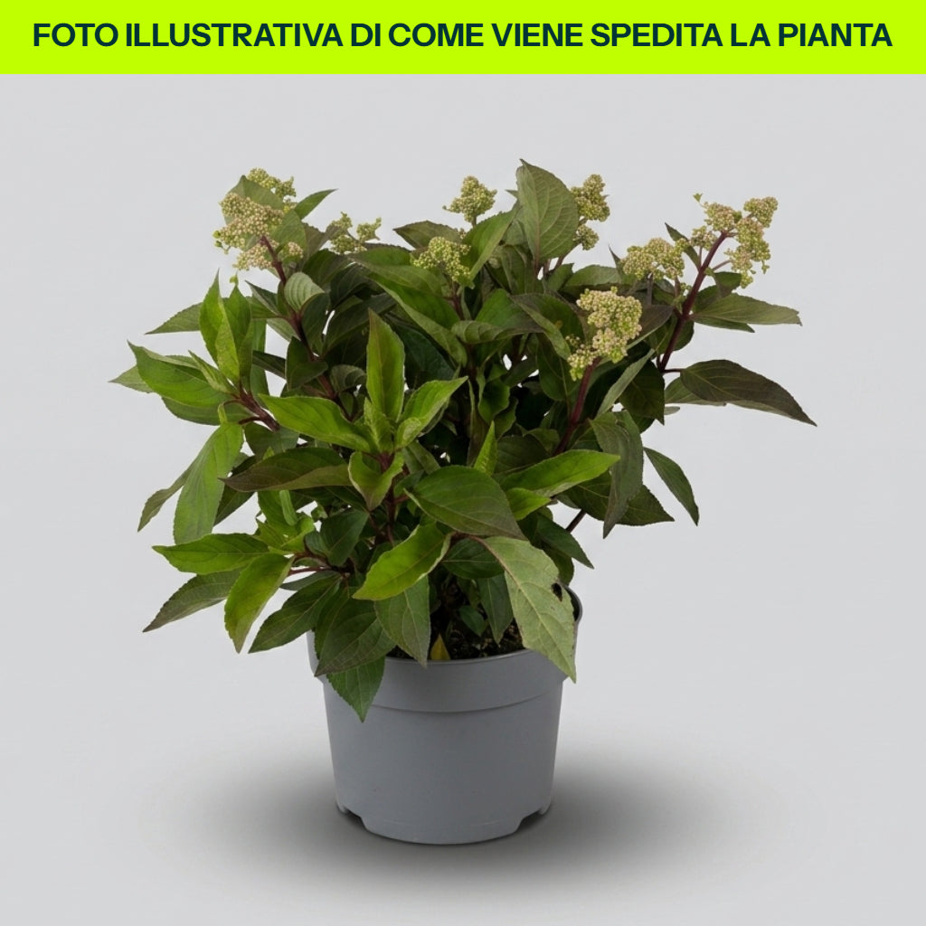Hidrangea Paniculata Early Harry in vaso da 21cm