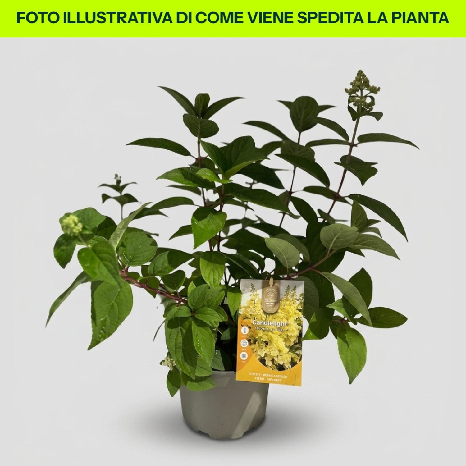Hydrangea Paniculata Candlelight in vaso da 19cm